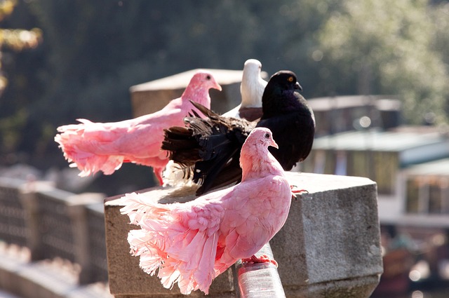 剑南春｜米兰1-0拉齐奥暂登顶，莱奥制胜，托莫里献助攻